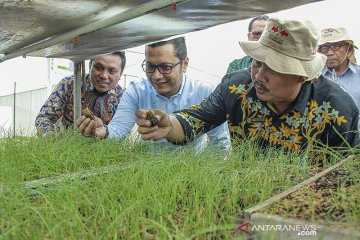 Inovasi Budidaya Bawang Merah