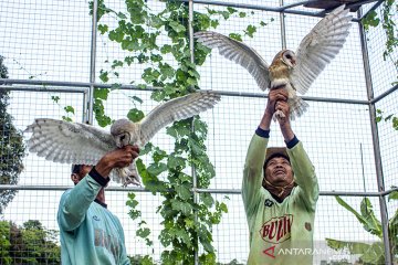 Burung hantu pembasmi hama tikus