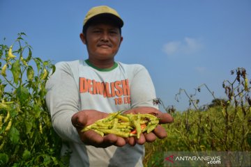 Tanaman cabai rusak dimakan tikus
