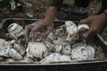 Dampak virus corona berdampak turunkan harga karet