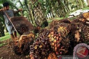 Malaysia lampaui Indonesia jadi pemasok utama CPO untuk India