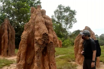 Musamus, rumah semut raksasa di Merauke