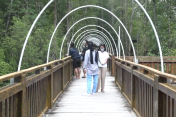 Hutan Mangrove Poumako, jangan lewatkan saat ke Mimika