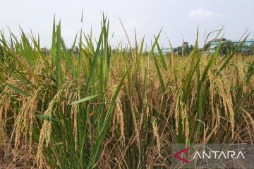 Produksi gabah kering di Kabupaten Tangerang pada 2021 mencapai 360 ribu ton