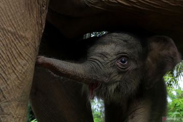 Kelahiran bayi Gajah sumatra di Aceh Barat