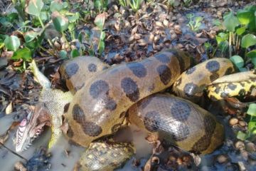 Hoaks! Video penampakan Anaconda raksasa di Sungai Amazon