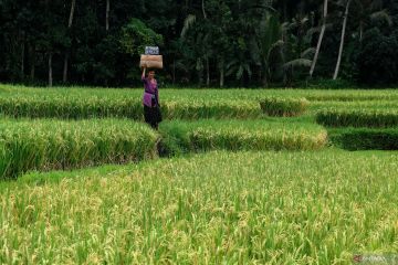 Kemenkominfo pastikan kesiapan jaringan 5G selama World Water Forum