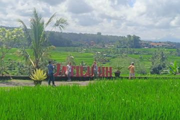 Subak, cermin pembagian air  berkeadilan di Pulau Dewata