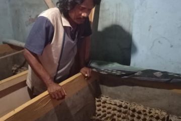 Penangkaran jangkrik di Lebak tumbuh dan berkembang