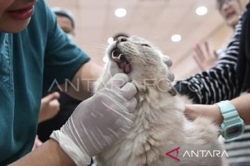 Dinkes Kaltim catat 1.334 kasus gigitan hewan penular rabies