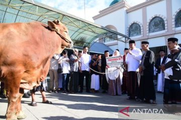 Sapi bantuan Presiden diserahkan ke Masjid Baiturrahim Gorontalo