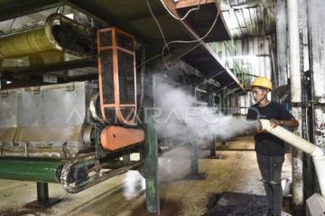 Wangi emas hijau dari kaki Gunung Kerinci