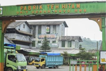 Wangi emas hijau dari kaki Gunung Kerinci