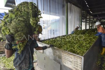 Wangi emas hijau dari kaki Gunung Kerinci
