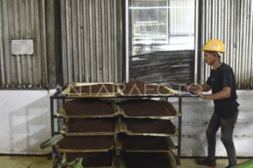 Wangi emas hijau dari kaki Gunung Kerinci