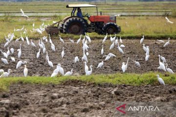 FOTO - Percepat musim tanam padi