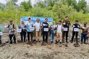 PT Timah tanam 5.000 mangrove di Pantai Kobel mitigasi bencana