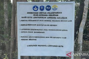 UBB dorong peran masyarakat lindungi Arwana Kelesak di Bangka Barat