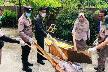 Karantina Maluku musnahkan 42 kilogram daging anjing tanpa dokumen