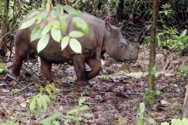 Dua ekor badak kalimantan melawan kepunahan