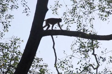 A lo largo del río Black Samboja, el hábitat natural del mono narigudo de Kalimantan