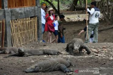 Akademisi UGM mengusulkan perluasan habitat komodo di Flores