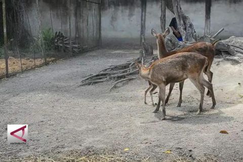 Anak Rusa Timor Penghuni Baru KB Kasam Kulin
