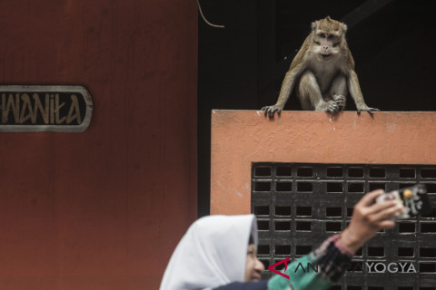 HIMBAUAN JIKA MENEMUI SATWA MERAPI