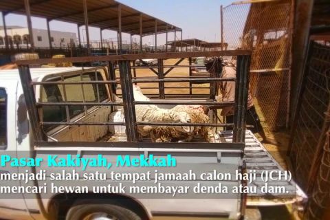 Berburu hewan DAM di pasar Kakiyah