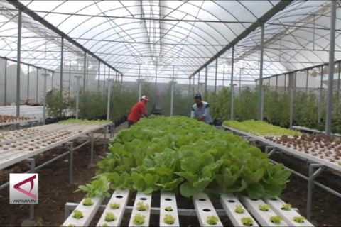 Mengubah kawasan kumuh Gunungkidul jadi Agro Technopark