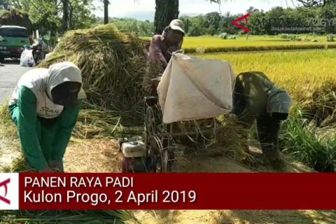 VIDEO : Kulon Progo panen raya