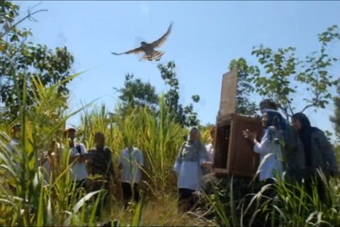 BKSDA Yogyakarta lepas liarkan 2 jenis elang