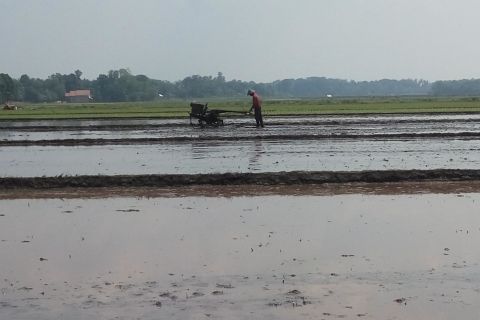 Musim tanam padi  di Lampung Timur