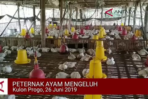 VIDEO: Peternak ayam keluhkan harga anjlok