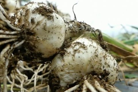 Usul penambahan kuota wajib tanam bawang putih bagi importir