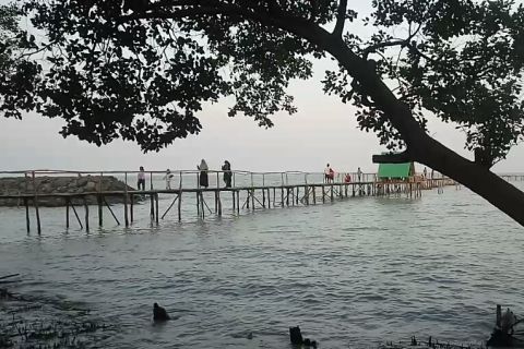 Mangrove Sekar Bahari, berwisata sambari memancing