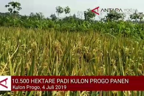 VIDEO: Lahan padi 10.500 hektare di Kulon Progo panen