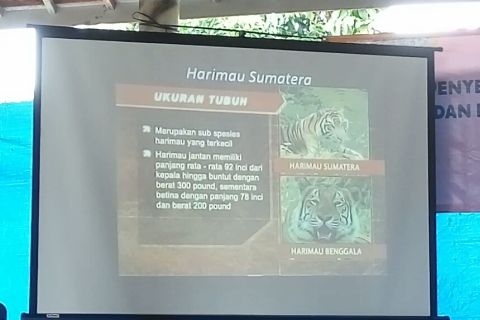 Populasi harimau sumatera segera disurvei ulang