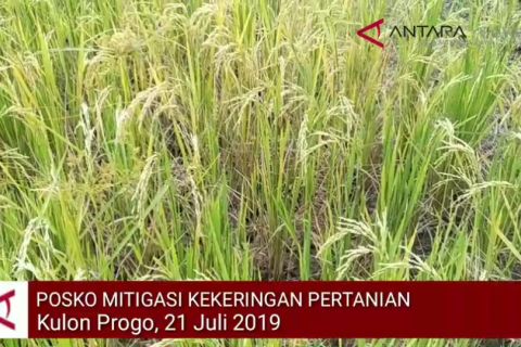 VIDEO: Rasatusan hektare tanaman padi di Kulon Progo kekeringan