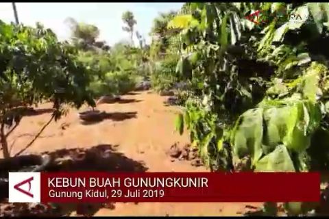 VIDEO: Warga Gunung Kidul kembangkan kebun buah