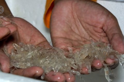 BKIPM Yogyakarta lepas liarkan benih lobster selundupan