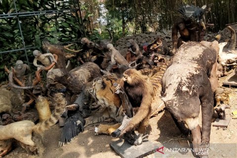 263 Hewan Yang Diawetkan Kebun Binatang Bandung Dimusnahkan