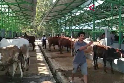 VIDEO: Permintaan hewan kurban anjlok