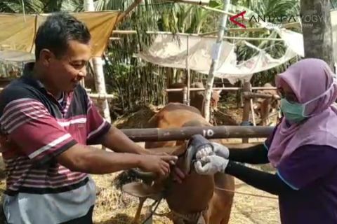 VIDEO: PETUGAS PERIKSA HEWAN KURBAN