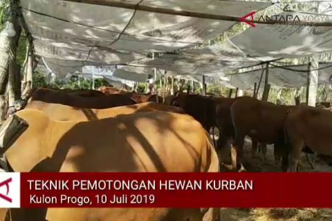 VIDEO: TEKNIK PEMOTONGAN HEWAN KURBAN