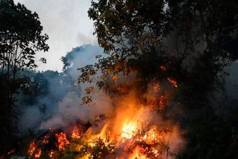 Sepuluh perusahaan di Riau disegel KLHK terkait karhutla