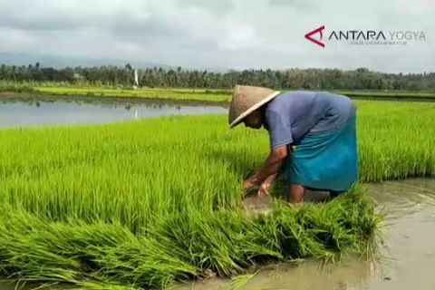 VIDEO: Gerakan percepatan tanam padi