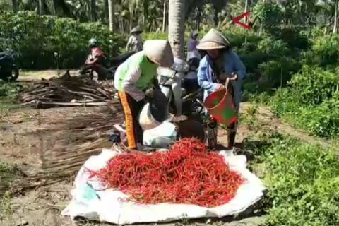 VIDEO: Panen cabai lahan pantai