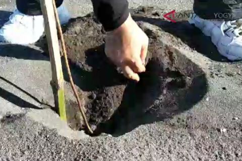 VIDEO: Ketua DPRD Kulon Progo sayangkan tanaman sabuk hijau mati