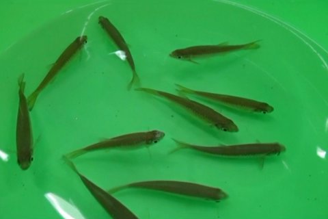  Upaya jaga kelestarian ikan wader pari